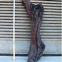 20060523005649-olivothera.jpg