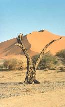 desertizacion6.jpg