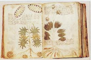 voynich2.jpg